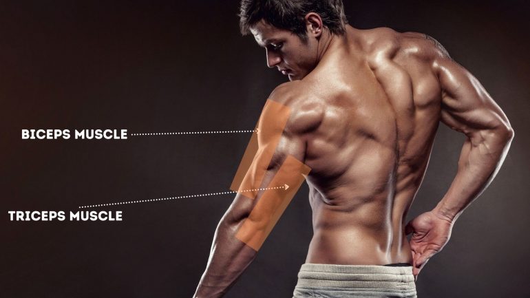 Mengenal Otot Lengan Biceps dan Triceps