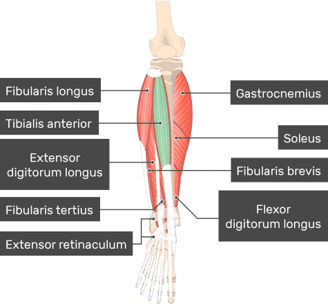 Tibialis Anterior Muscle