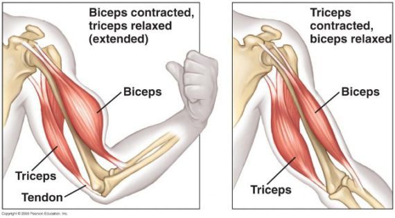 anatomi otot triceps